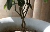 Wachsen Ihre eigenen Mini-Baum-Skulptur