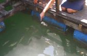 Gewusst wie: ein spucken jumpy Fischfutter in Malaysia
