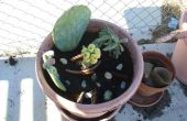 Wie erstelle ich einen Kaktus-Container Garten