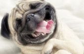 Wie Sie Ihren Hund zum Lachen zu bringen