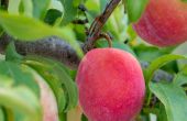 Top 5 Gründe für dünnes eine Frucht Baum & wie es geht
