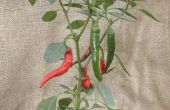 16 Tipps zur wachsenden Hot Chilli Peppers in einem kalten Klima