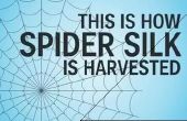 Wie Spinnenseide geerntet wird