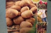 Wachsen Kartoffeln In A 5 Gallone Eimer