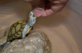 Wie einen aquatische Turtle Tank reinigen