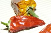 Chili trocknen - Chilis getrocknet mit Abwärme aus einem Monitor