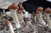Anfänger Leitfaden für wachsende Pilze