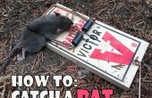 Wie eine Ratte zu fangen