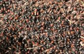 Gewusst wie: Ameisen loszuwerden (oder) wie eine Ameise Invasion zu töten