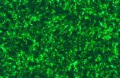 Lassen Sie die Zellen weisen helles grünes Licht - in-situ GFP Transfektion