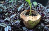 Wie erstelle ich eine ökologische junge Kokosnuss-Pflanzer