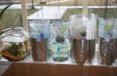 Hydroponic Kopfsalat Garten aus Plastikflaschen (Grow Flaschen)