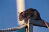 Aviod schlecht Krankheiten für Ihr Haustier Ratte