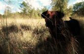 Hund, Hund von Baskerville: Haustier Foto bearbeiten