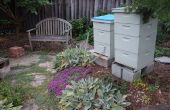 Hinterhof-Bienen in Meine teuflischen Nachbarn