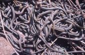 Wie Sie den Zorn der ein tausend hungrigen Wasserschlangen überleben