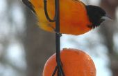 Orioles Orange Bankett