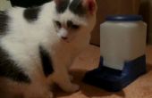Katze-Powered Futterautomat Katze