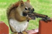 Gewusst wie: 2012 Eichhörnchen Invasion überleben