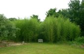 Bambus-Fechten