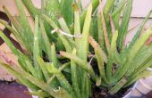 Aloe Vera! mehr als nur eine Pflanze! (unter Verwendung einer Anlage zur Abwehr von Schnecken!) 