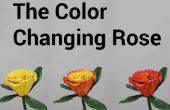 Der Farbwechsel Rose