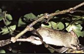 Beseitigung von Baum Ratten