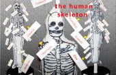 Modell des menschlichen Skeletts
