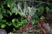 Gruselig gefälschte Spider Webs - schnell und einfach zu machen! 