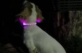 Leder Hundehalsband für Leuchtdioden (LED)
