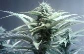 Low-Budget Indoor Marihuana wachsen