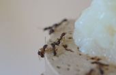 Künstliche Ernährung für Ameisen