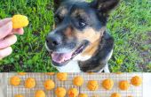 Süßkartoffel-Hund behandelt Rezept
