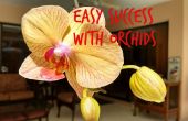 Einfach Erfolg mit Orchideen