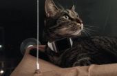 Katze-Tracking mit Bluetooth Indoor Positioning