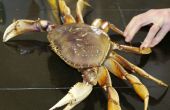 Wie Kochen und putzen eine frische Dungeness Krabbe