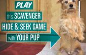 Schnitzeljagd "Verstecken & suchen" Spiel für Hunde