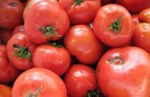 10 Minuten Druck aus der Dose Tomaten