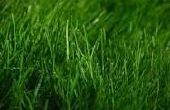 Go Green von wachsenden Green: wie man Energie aus Grass