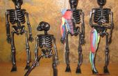 Lerne Anatomie Muskel mit einem Halloween-Skelett