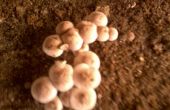 Winzig kleine Pilze!!! 