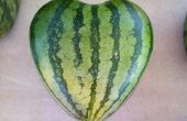 Eine Herz-Form-Wassermelone wachsen