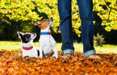 Hundetraining, einfache Tipps und Befehle