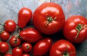 Wie erstelle ich eine einfache, köstliche, Tomaten Gericht. 