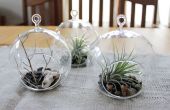 DIY Airplant Terrarium und Sculpey Cow Skull