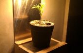 Die Pflanze-Regal - lights Upgrade