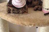 Kegel Hut für Katzen