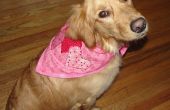 Wie erstelle ich einen Valentine Schal Halstuch für Ihren Hund oder Welpen