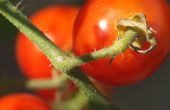 Bestäubung Tomaten