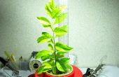 Meine erste Hydrokultur Pflanze (Leitfaden für Anfänger)